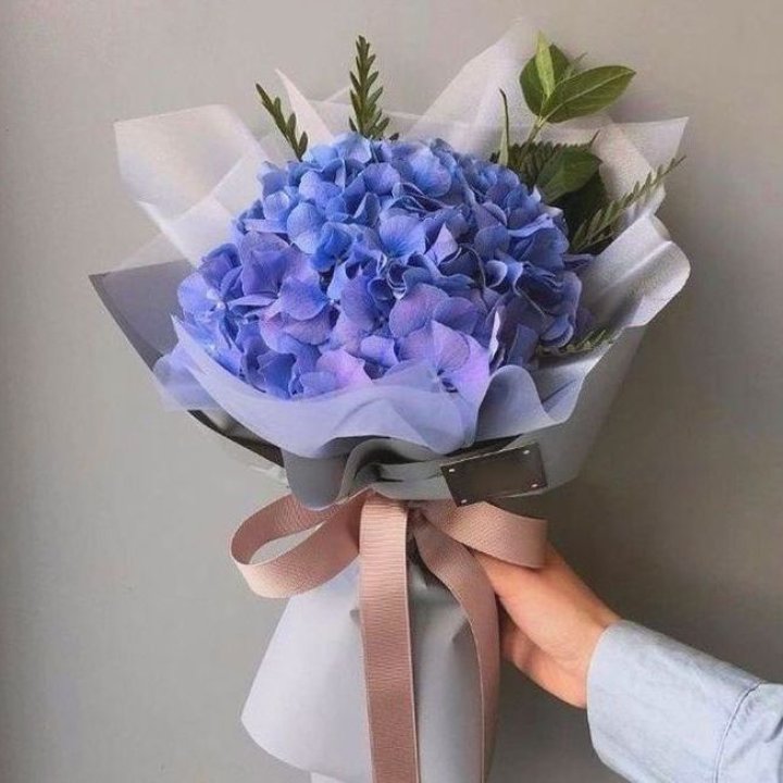 Гортензия голубая в Комсомольске-на-Амуре