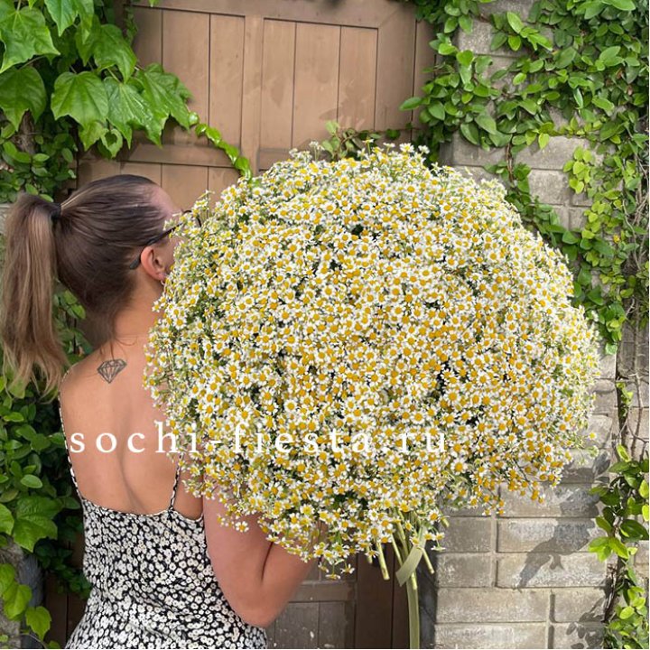 101 ромашка в Комсомольске-на-Амуре