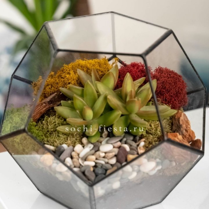 Флорариум “Додекаэдр” с суккулентом Седум в Комсомольске-на-Амуре