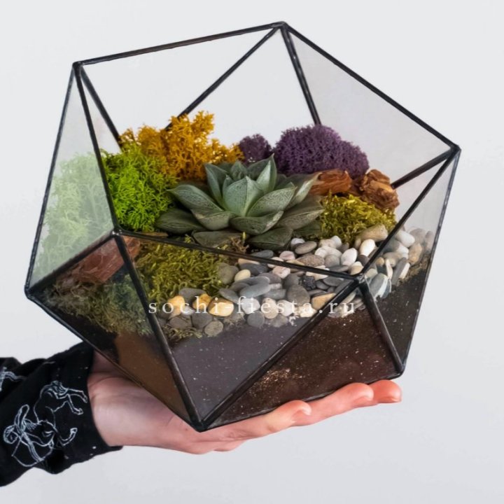 Флорариум “Икосаэдр” с суккулентом Каменная Роза в Комсомольске-на-Амуре