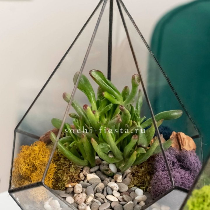 Флорариум “Капля” с суккулентом Крассула Хоббит в Комсомольске-на-Амуре