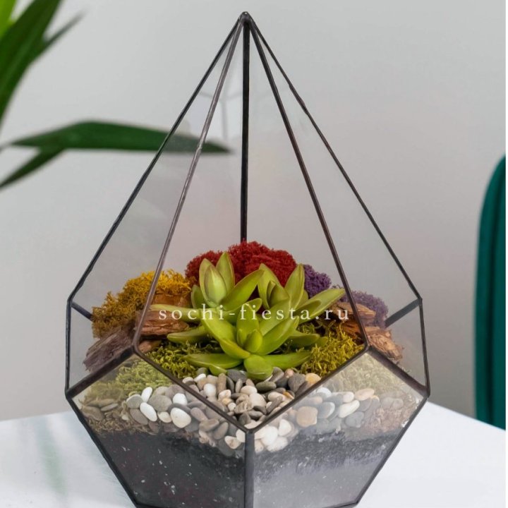 Флорариум Капля с суккулентом в Комсомольске-на-Амуре
