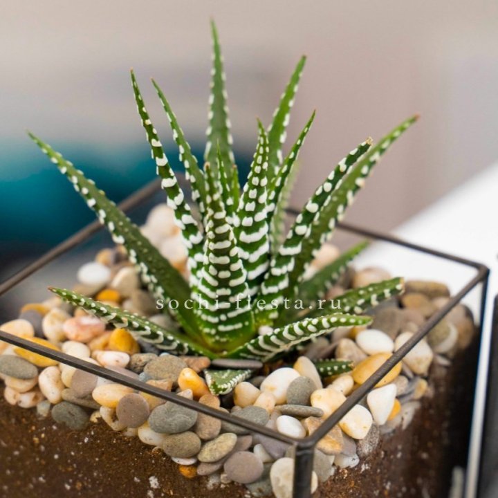 Флорариум Кубик с суккулентом Хавортия в Комсомольске-на-Амуре