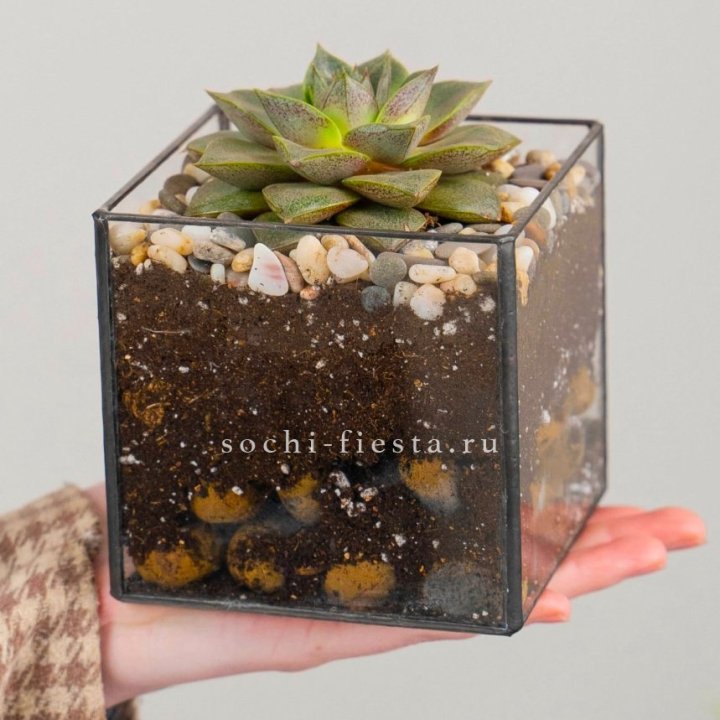 Флорариум Кубик с суккулентом Каменная роза в Комсомольске-на-Амуре