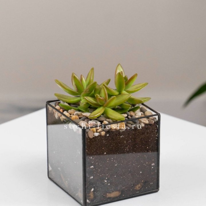 Флорариум Кубик с суккулентом Седум в Комсомольске-на-Амуре