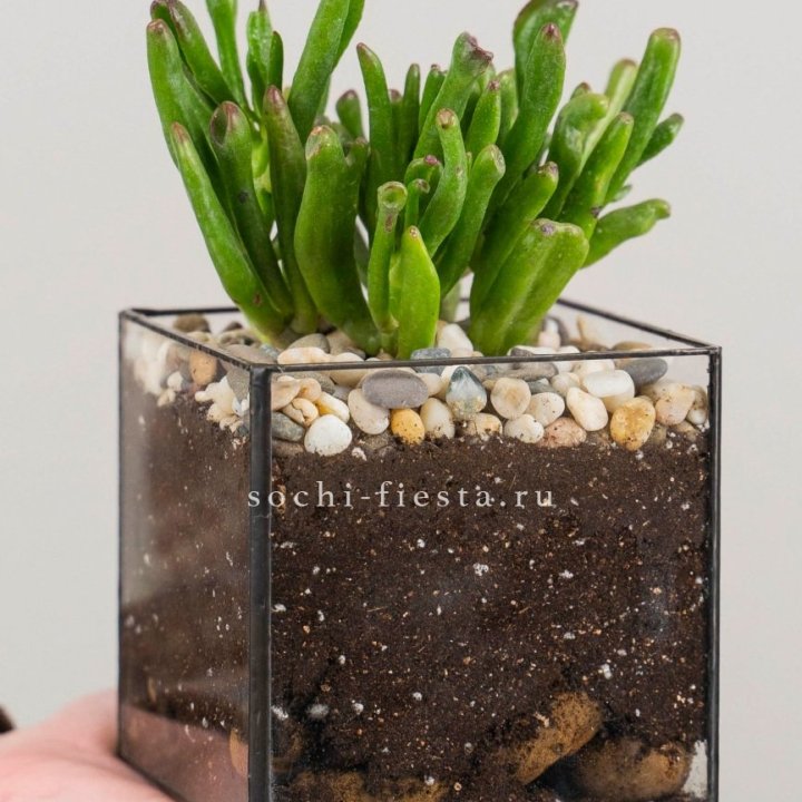 Флорариум Кубик с суккулентом Хоббит в Комсомольске-на-Амуре