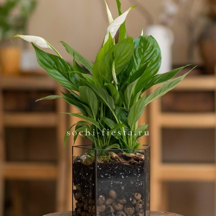 Спатифиллум в кашпо Пятиугольник в Комсомольске-на-Амуре