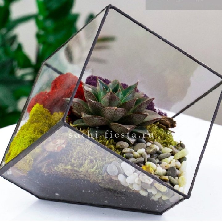 Флорариум Куб усеченный с суккулентом Каменная роза в Комсомольске-на-Амуре