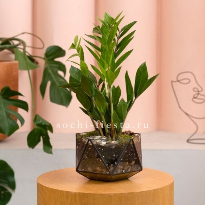 Замиокулькас в кашпо Икосаедр в Комсомольске-на-Амуре