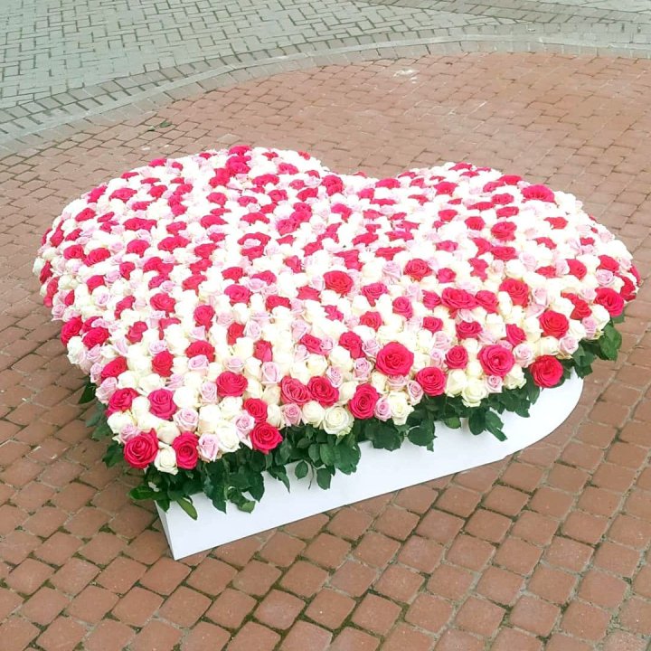 555 роза  в Комсомольске-на-Амуре