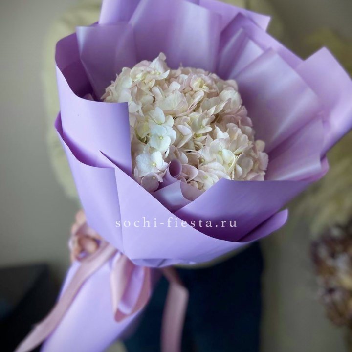 Гортензия розовая в Комсомольске-на-Амуре