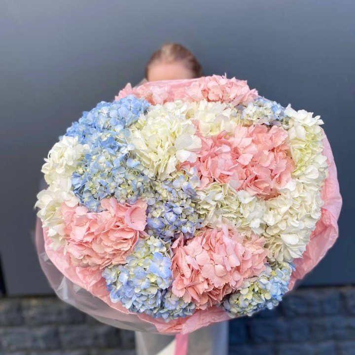 19 гортензий микс в Комсомольске-на-Амуре