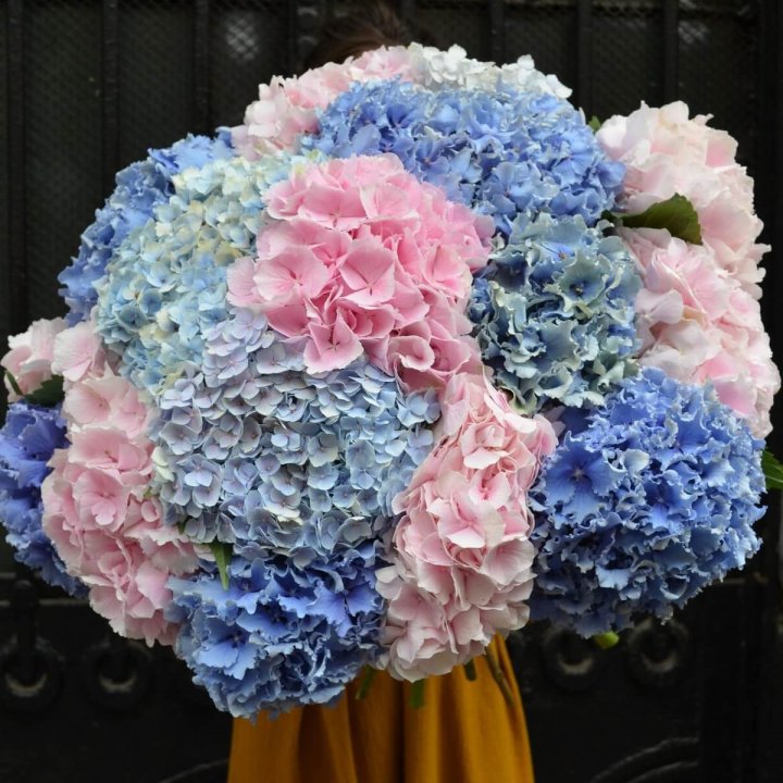 Букет гортензий "Фонтан" в Комсомольске-на-Амуре