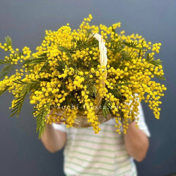 Весенняя корзина мимозы в Комсомольске-на-Амуре