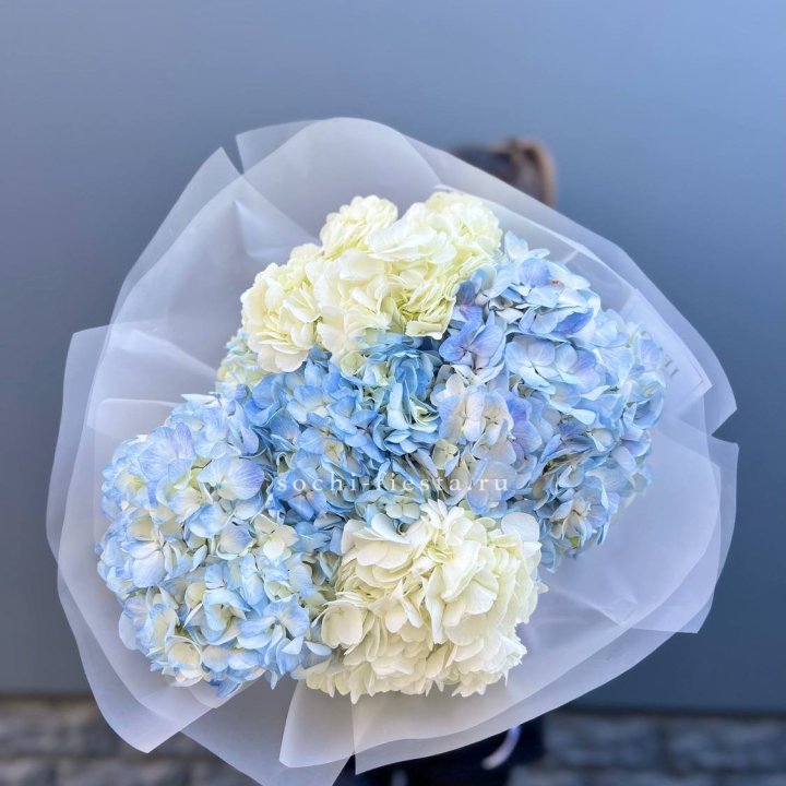 5 бело-голубых гортензий в Комсомольске-на-Амуре