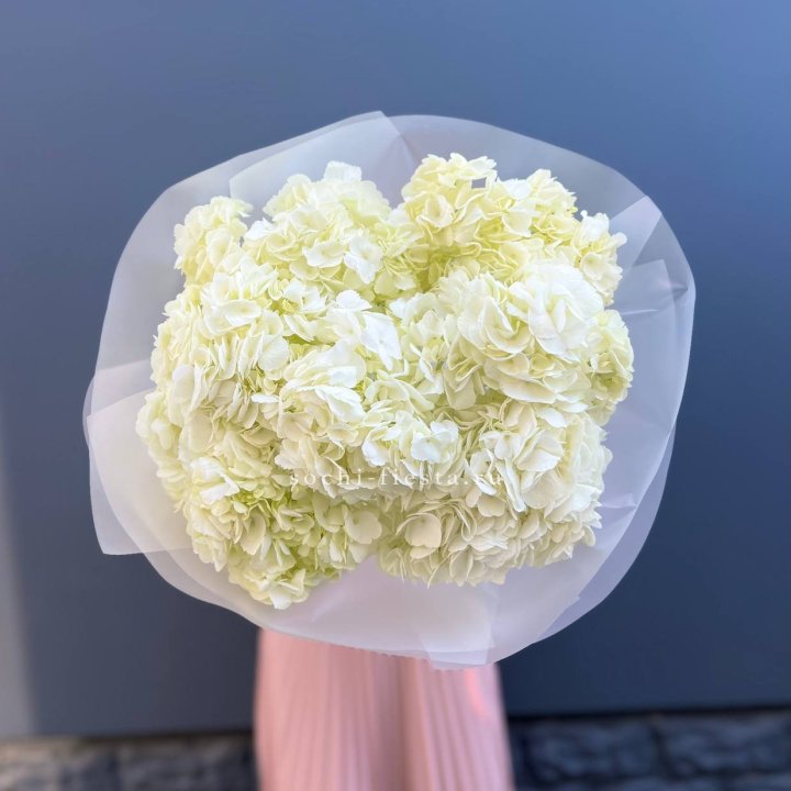 7 белых гортензий в Комсомольске-на-Амуре