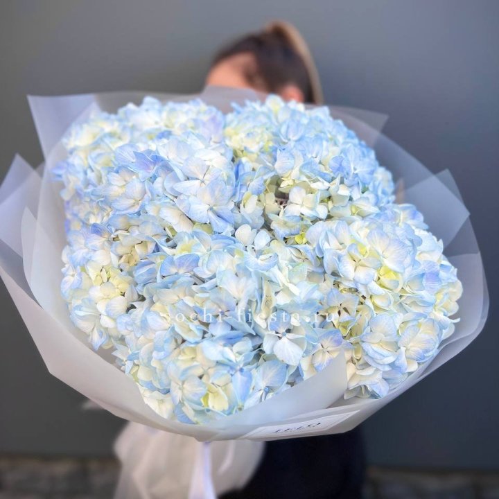 5 голубых гортензий в Комсомольске-на-Амуре