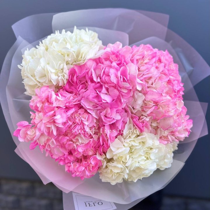 5 бело-розовых гортензий в Комсомольске-на-Амуре