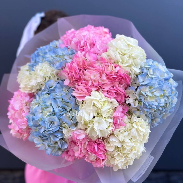 11 гортензий микс в Комсомольске-на-Амуре