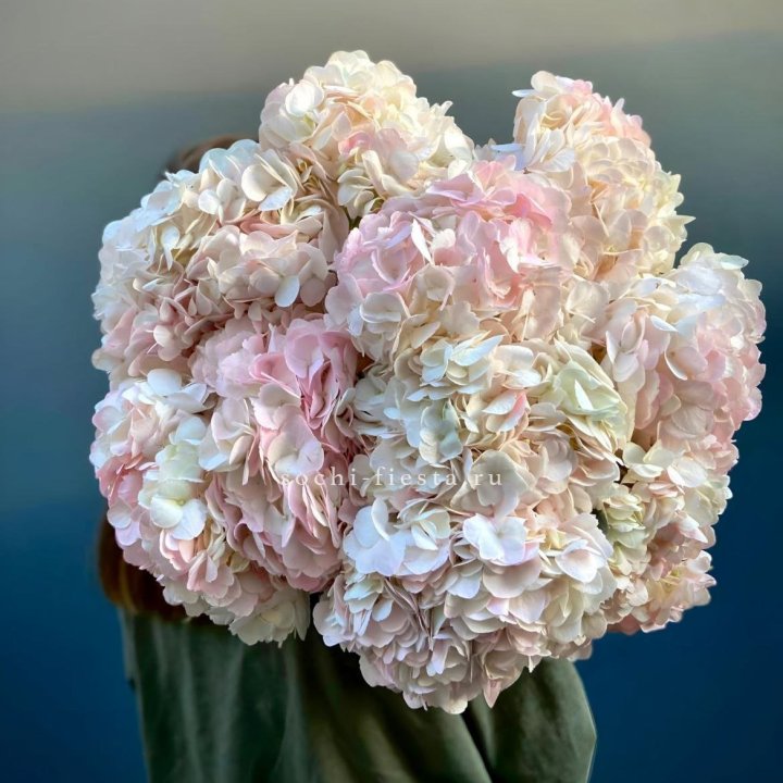 Охапка розовой гортензии в Комсомольске-на-Амуре