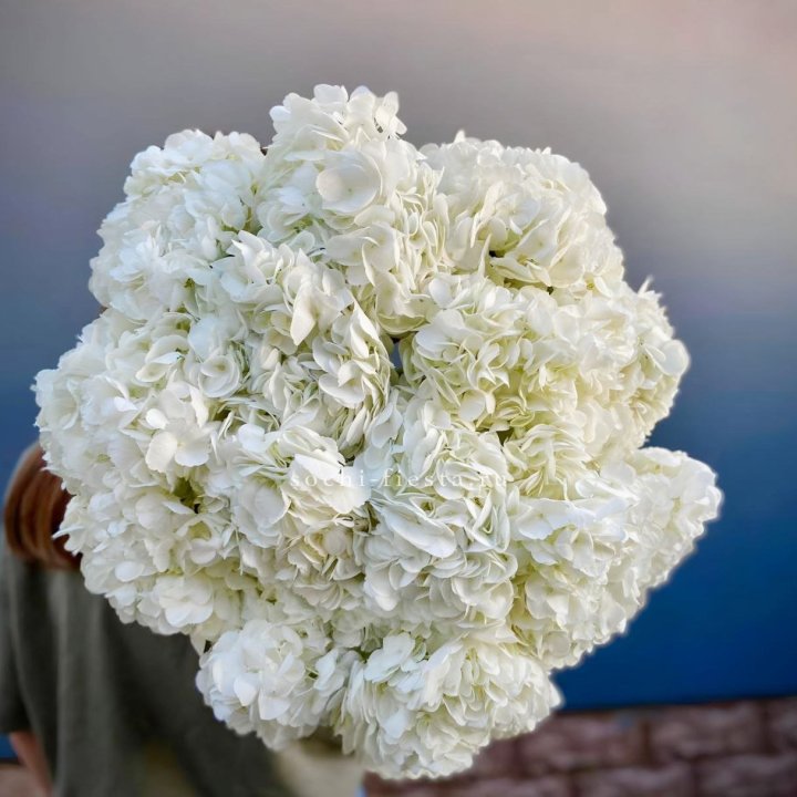 Охапка белой гортензии в Комсомольске-на-Амуре