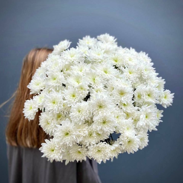 Охапка Хризантемы кустовой в Комсомольске-на-Амуре