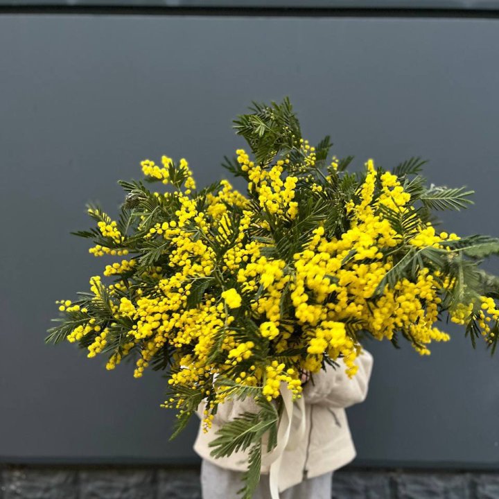 Охопка мимозы в Комсомольске-на-Амуре