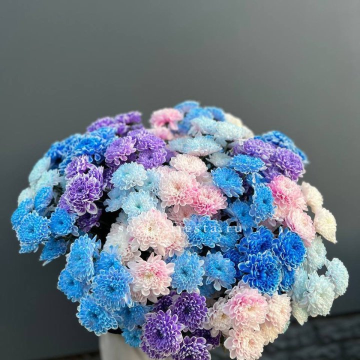 25 цветных хризантем в Комсомольске-на-Амуре