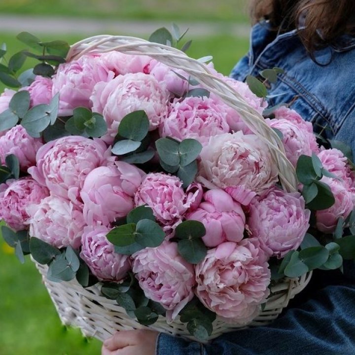 51 пион в корзине в Комсомольске-на-Амуре