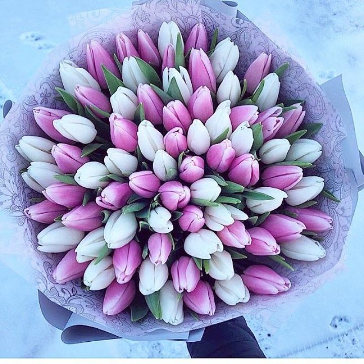 101 тюльпан "Лолипоп" в Комсомольске-на-Амуре